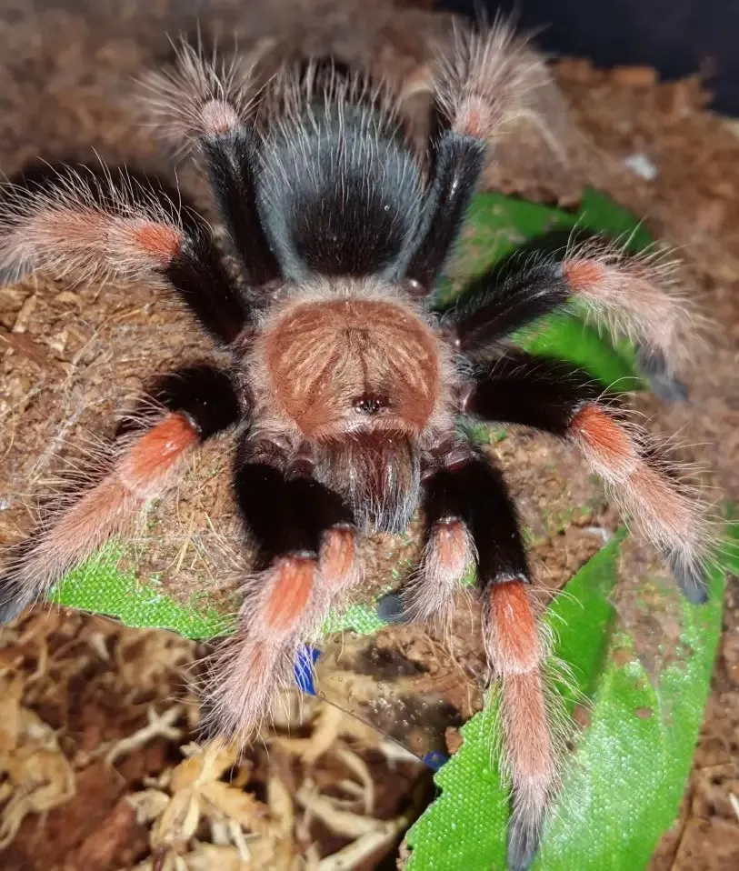 18364 fire tarantula mating
