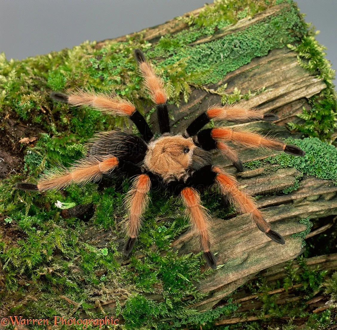 18364 fire tarantula overview