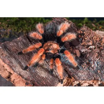 18364 fire tarantula size