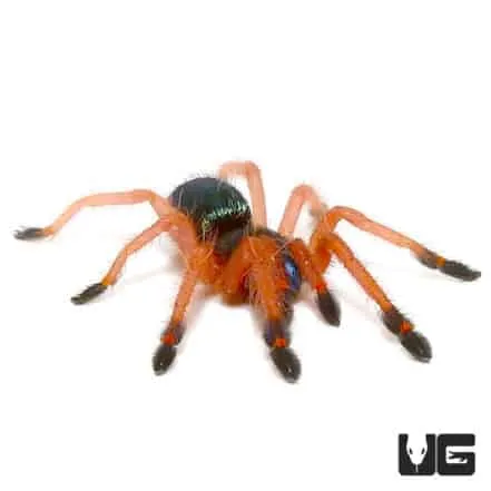 18365 blackfang tarantula cleaning