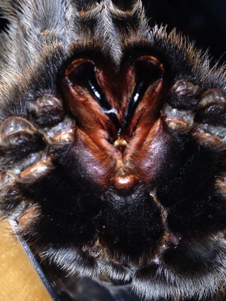 18365 blackfang tarantula feeding