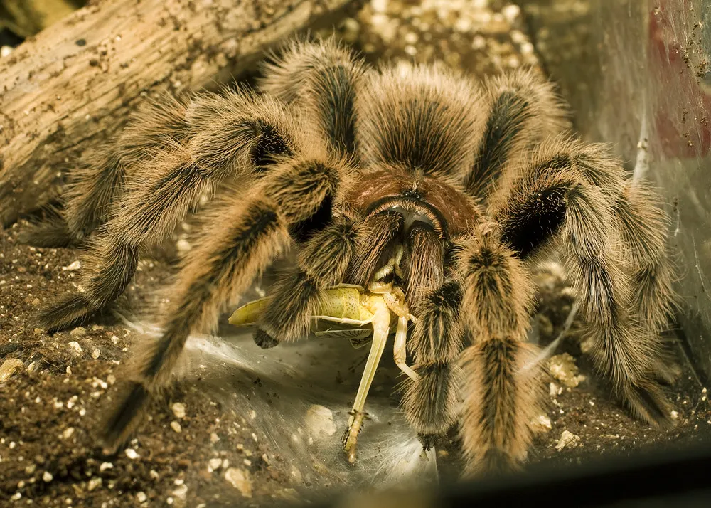 18366 fruit flies tarantulas