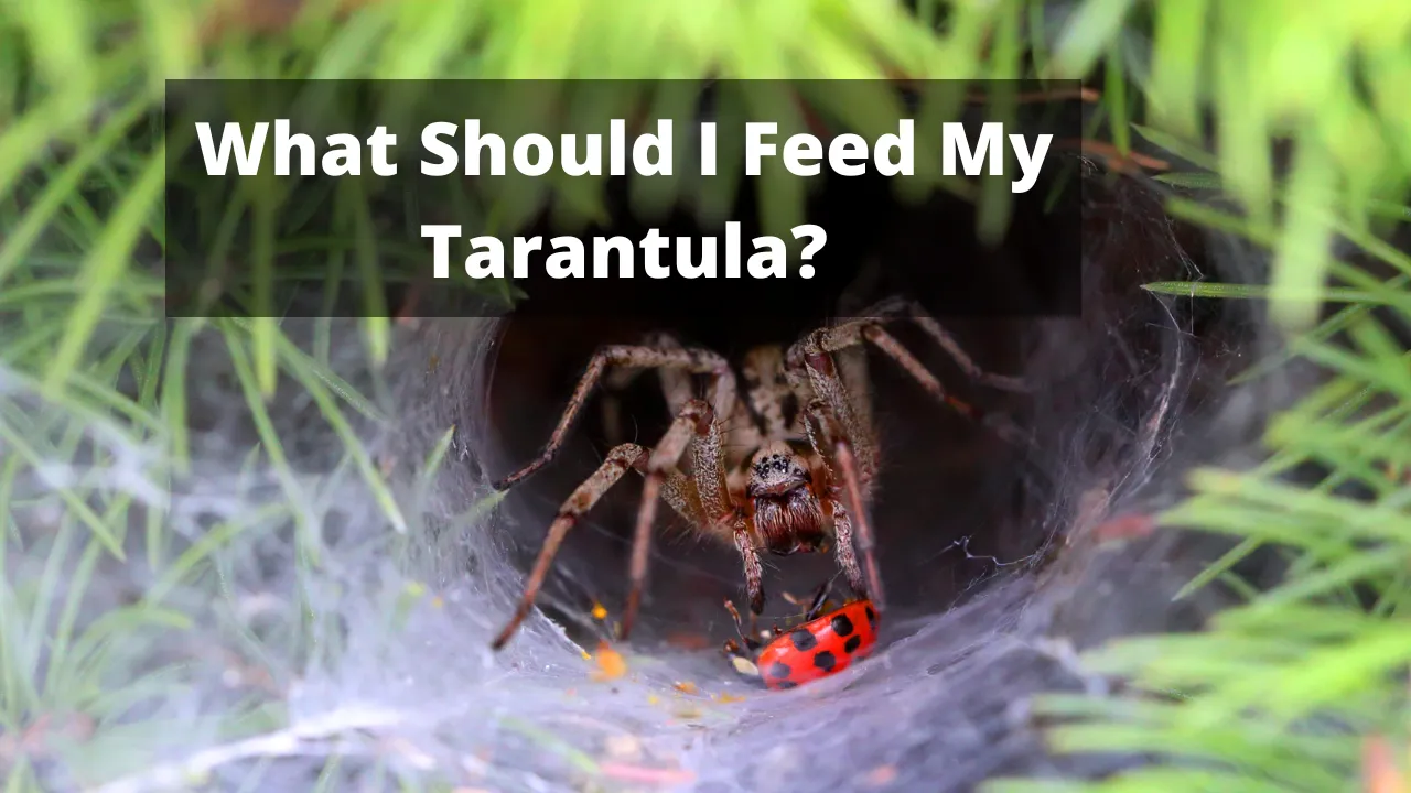 /img/18366-healthy-tarantula.webp
