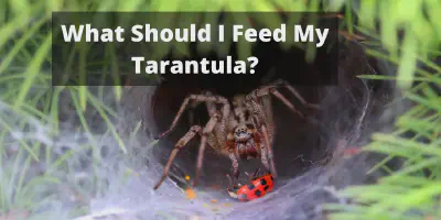 /img/18366-healthy-tarantula.webp