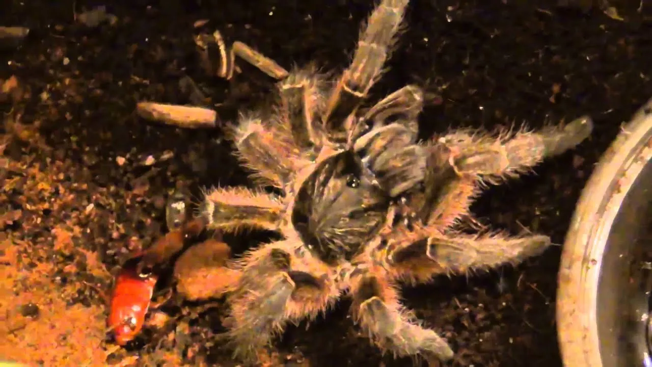 18366 young tarantula eating cricket