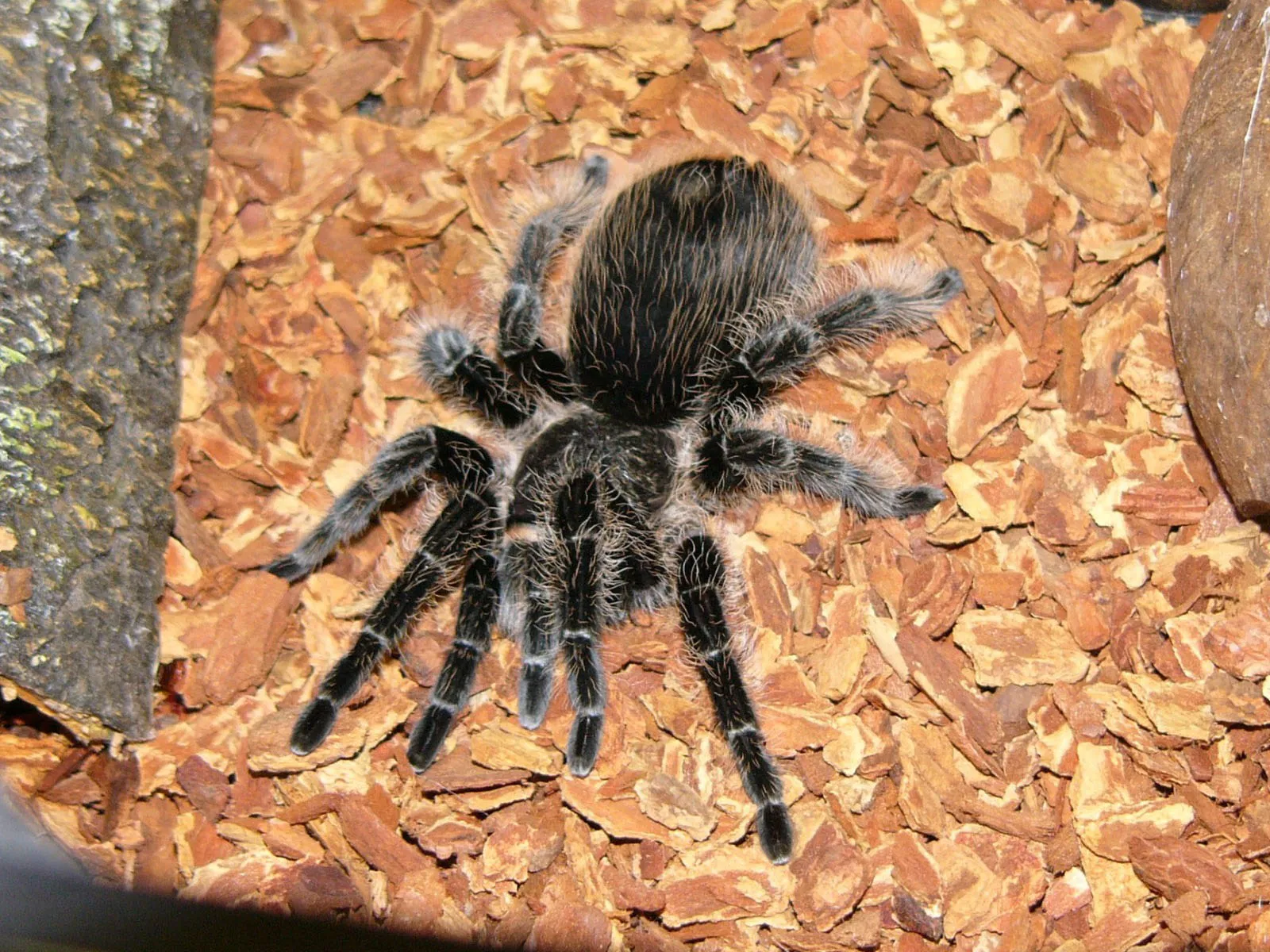 18367 curly hair tarantula first aid