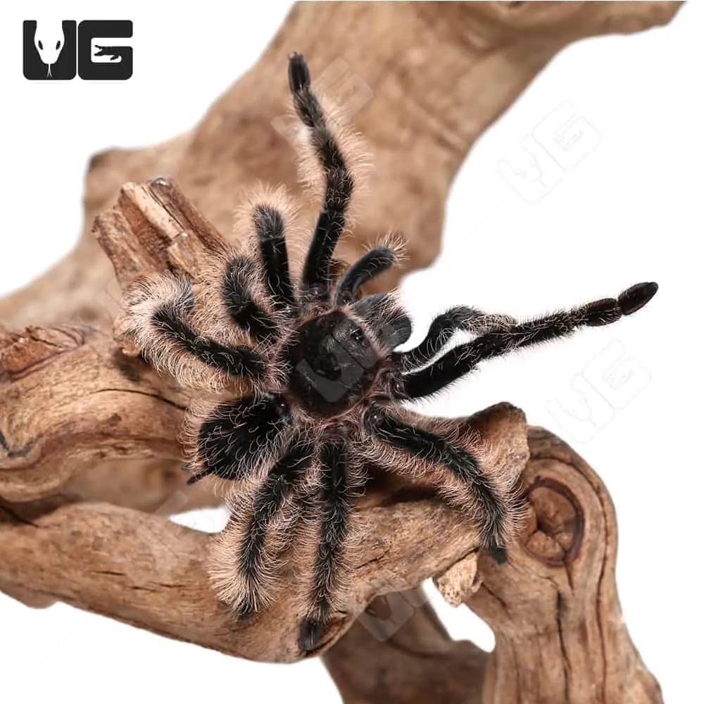 18367 curly hair tarantula venom composition