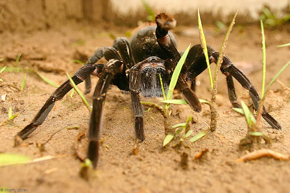 18368 siyah tarantula feeding