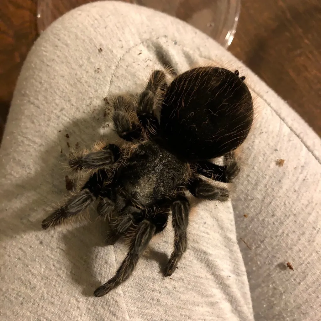 18368 siyah tarantula molting