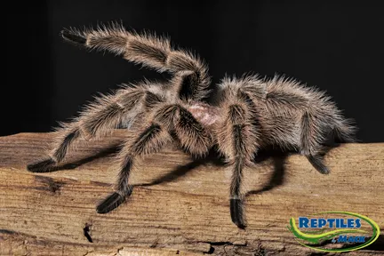18369 cambridge tarantula molting