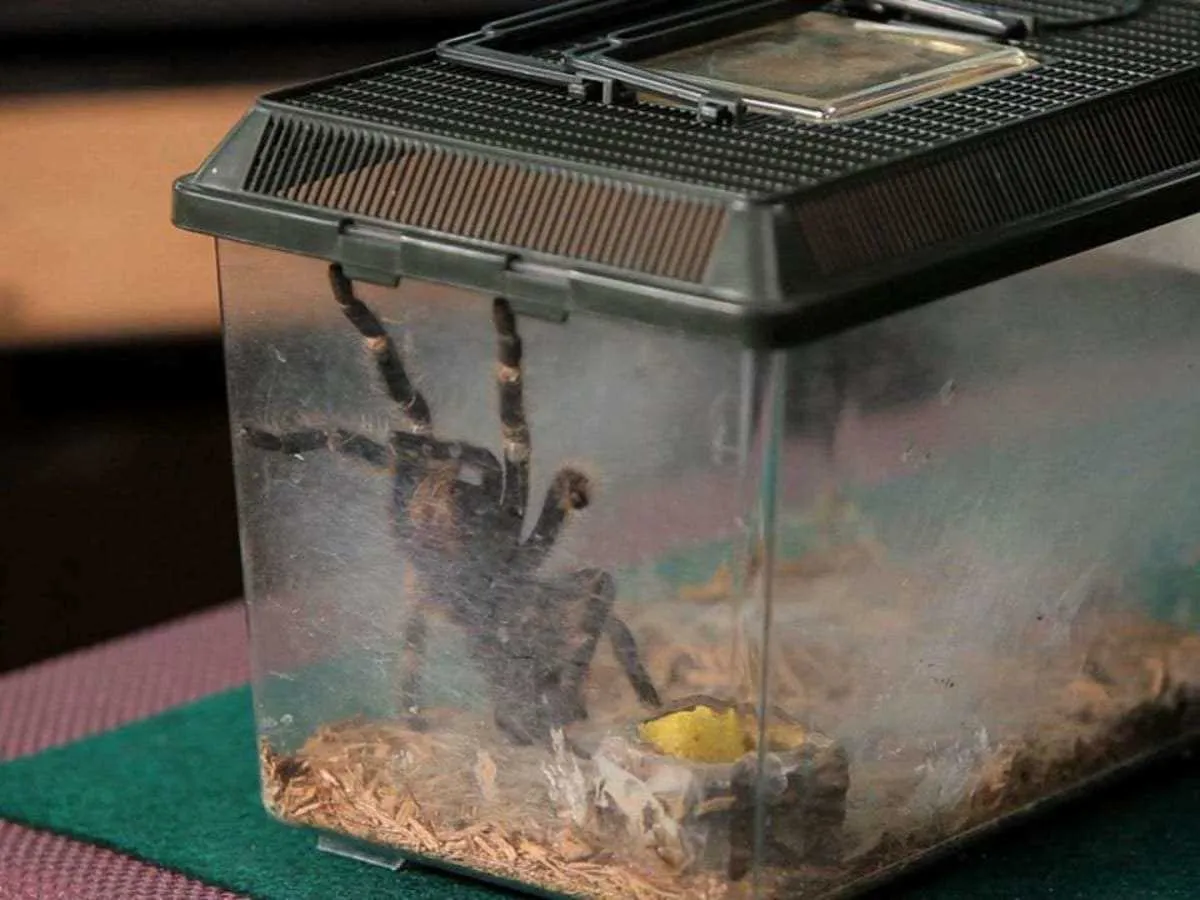 18370 pink toe tarantula enclosure