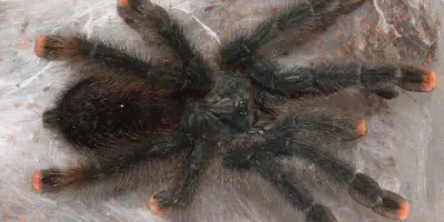 /img/18370-pink-toe-tarantula-handling.webp