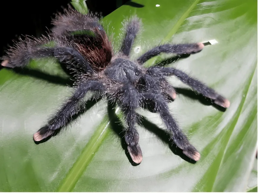 18370 pink toe tarantula hiding 3