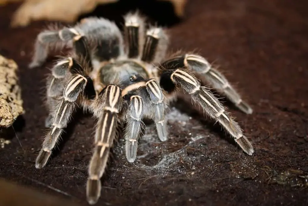 /img/18372-tarantula-choosing.webp