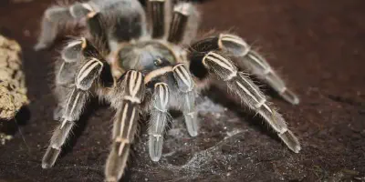 /img/18372-tarantula-choosing.webp