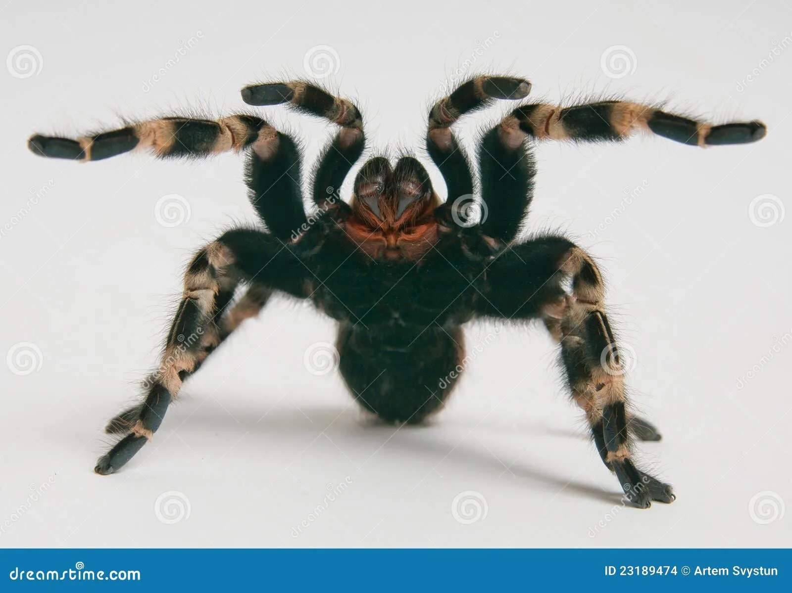 18373 tarantula attack stance 3