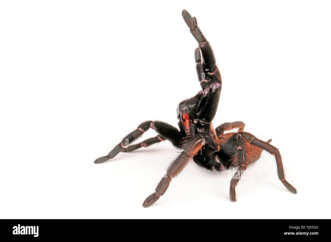 18373 tarantula attack stance 5