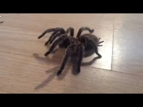 18373 tarantula attack stance 6