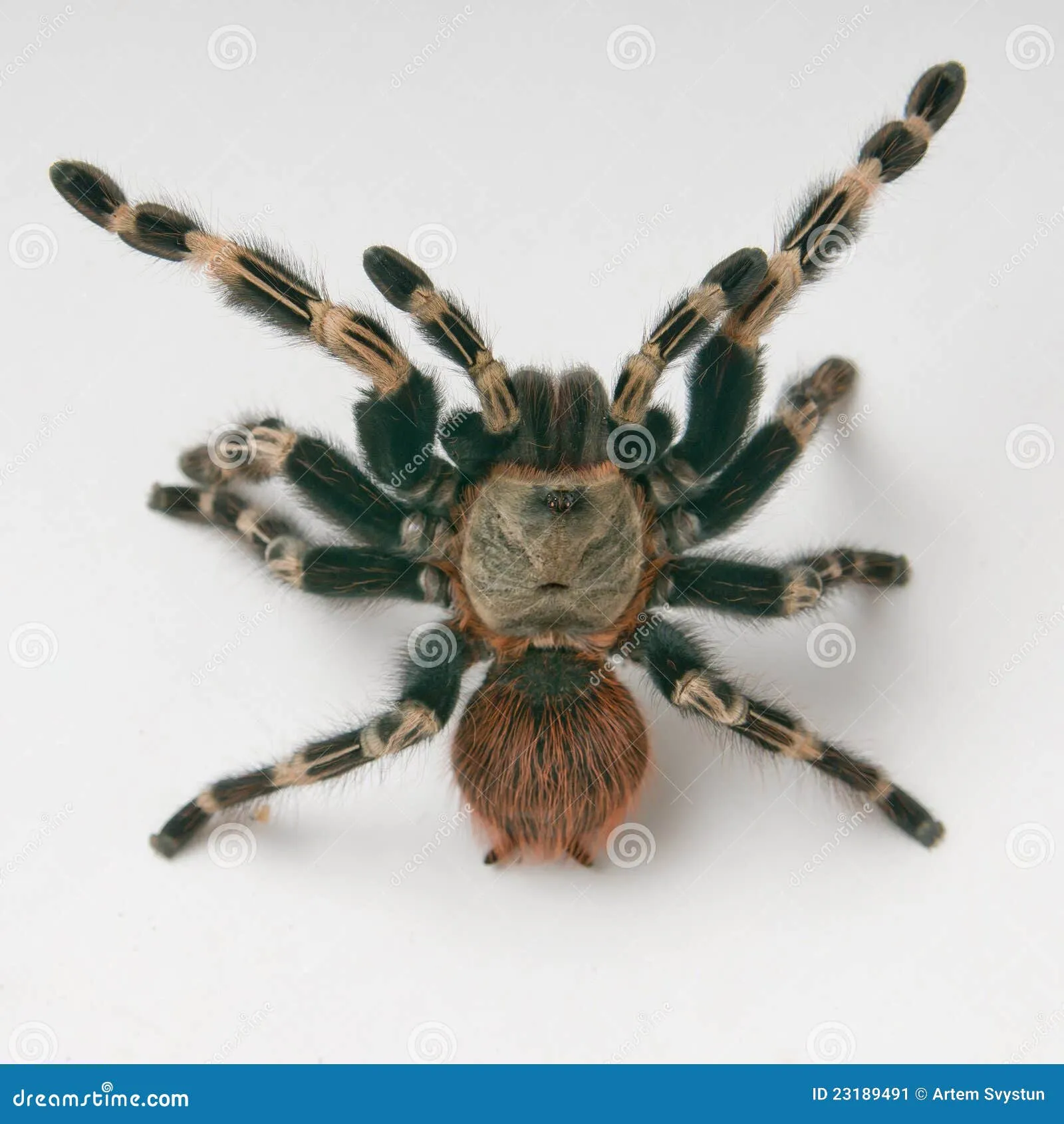 /img/18373-tarantula-attack-stance-8.webp