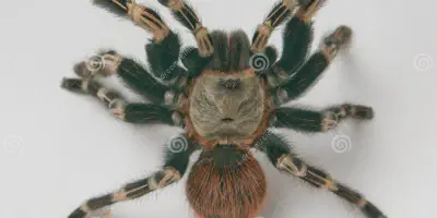 /img/18373-tarantula-attack-stance-8.webp