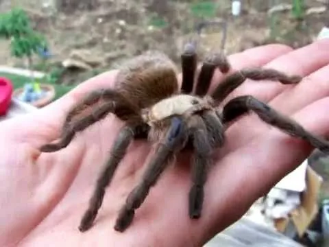 18375 texas brown tarantula mapping