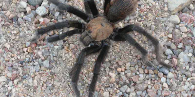 /img/18375-texas-brown-tarantula-threats.webp
