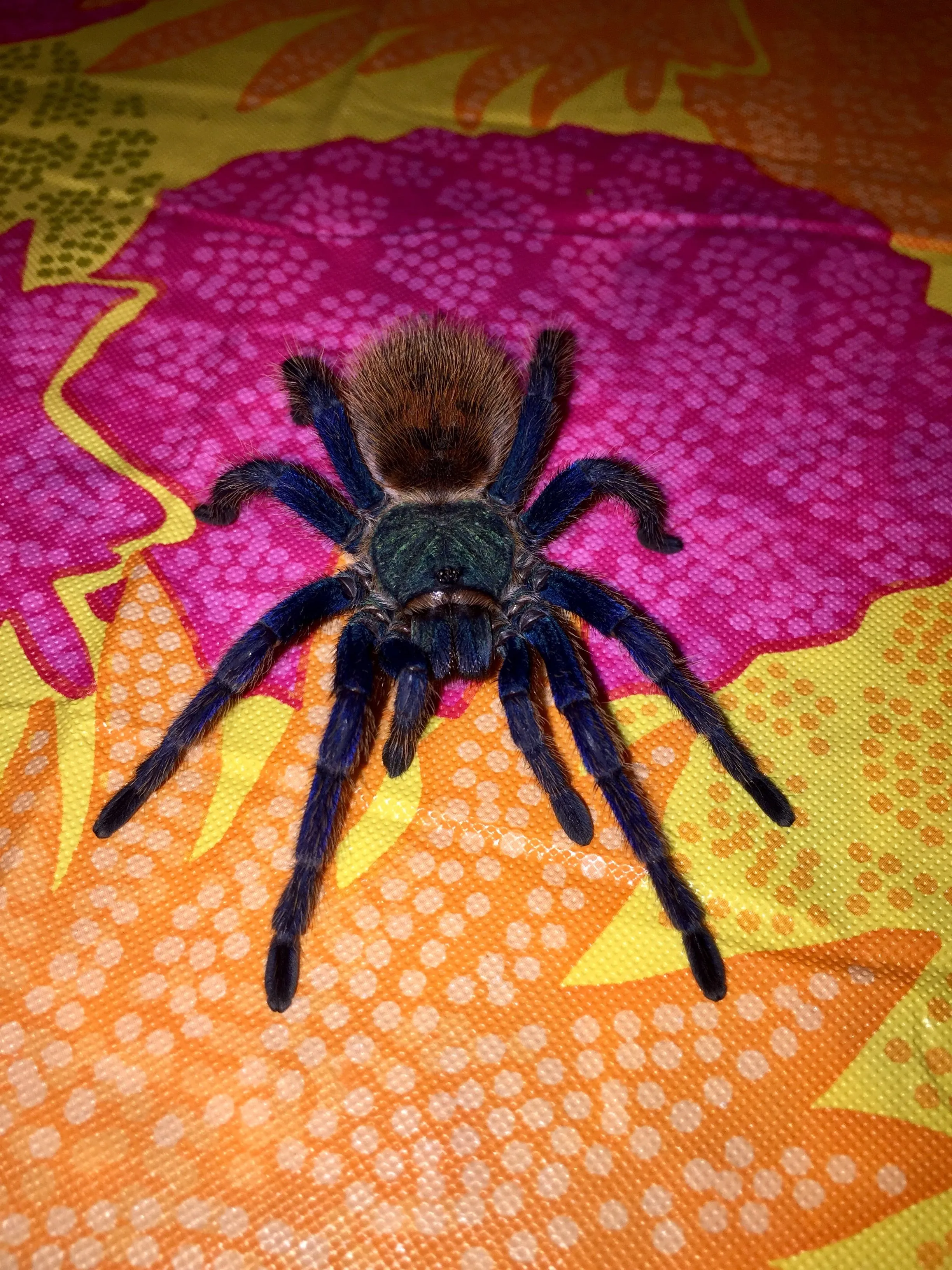 18376 c elegans tarantula educational