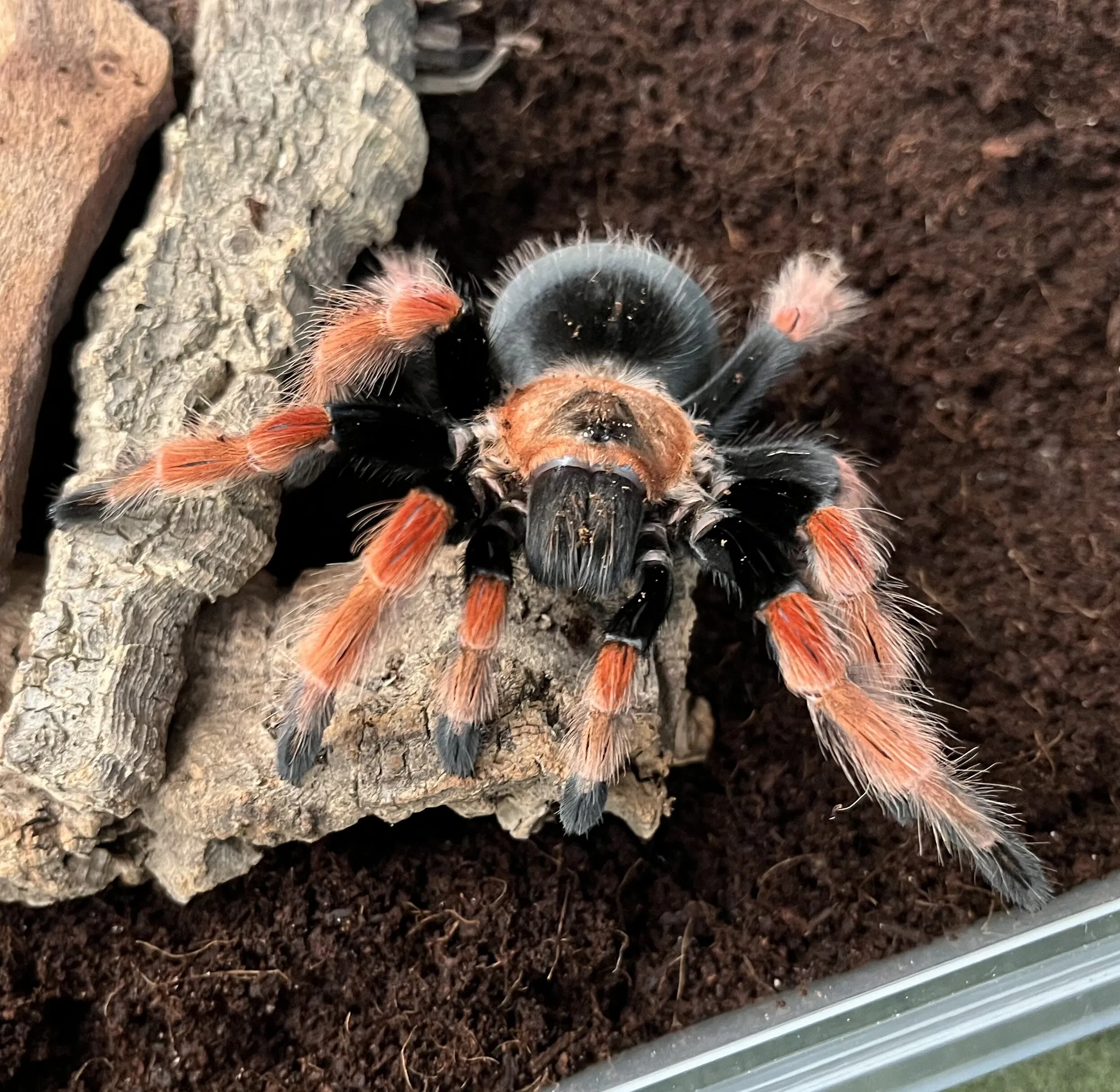 18376 c elegans tarantula handling