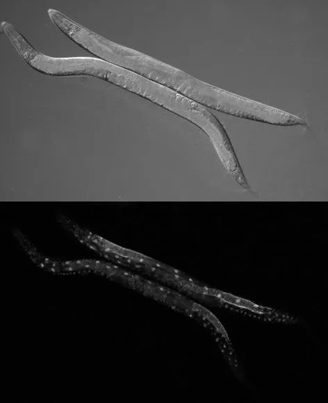 18376 tarantula enclosure