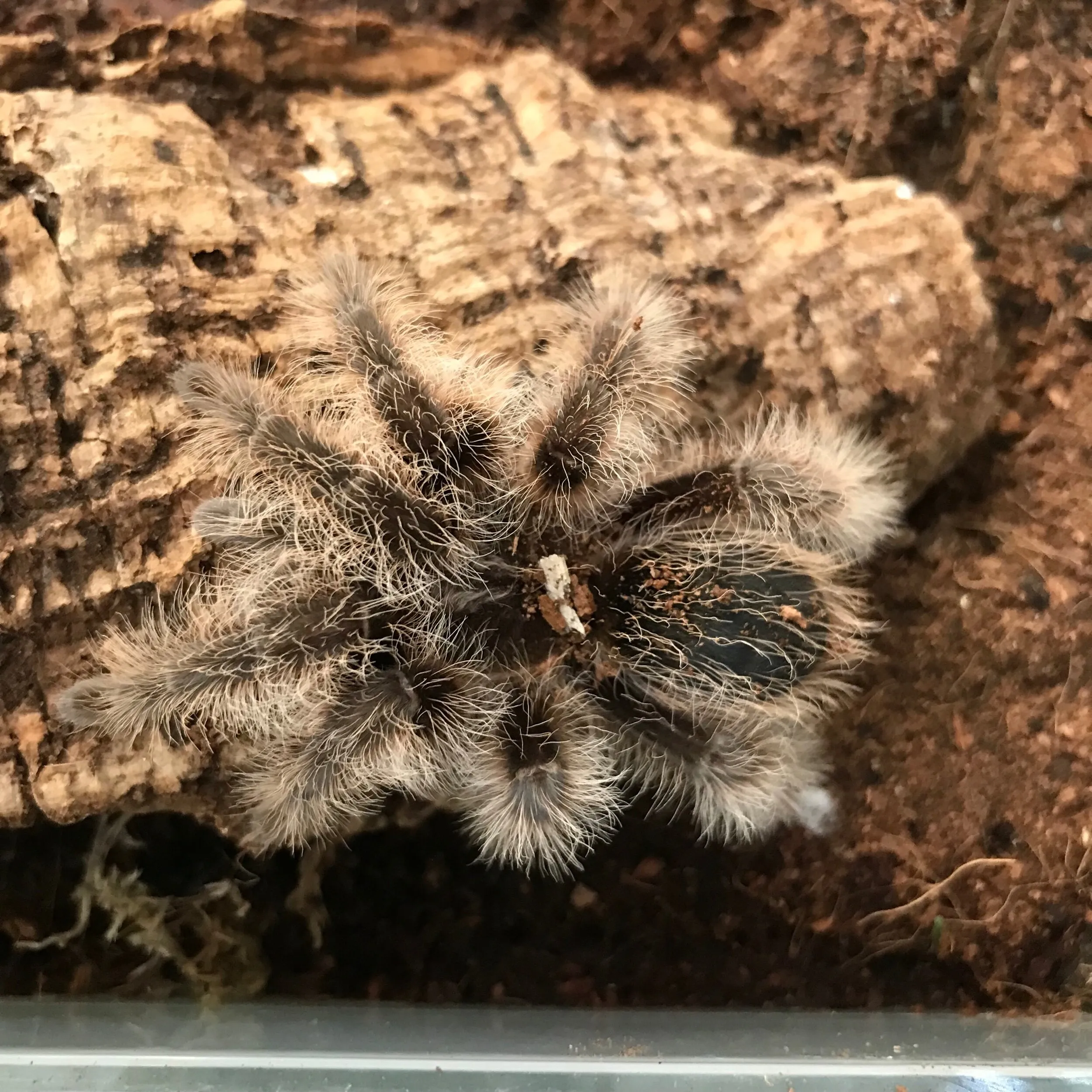18376 tarantula feeding