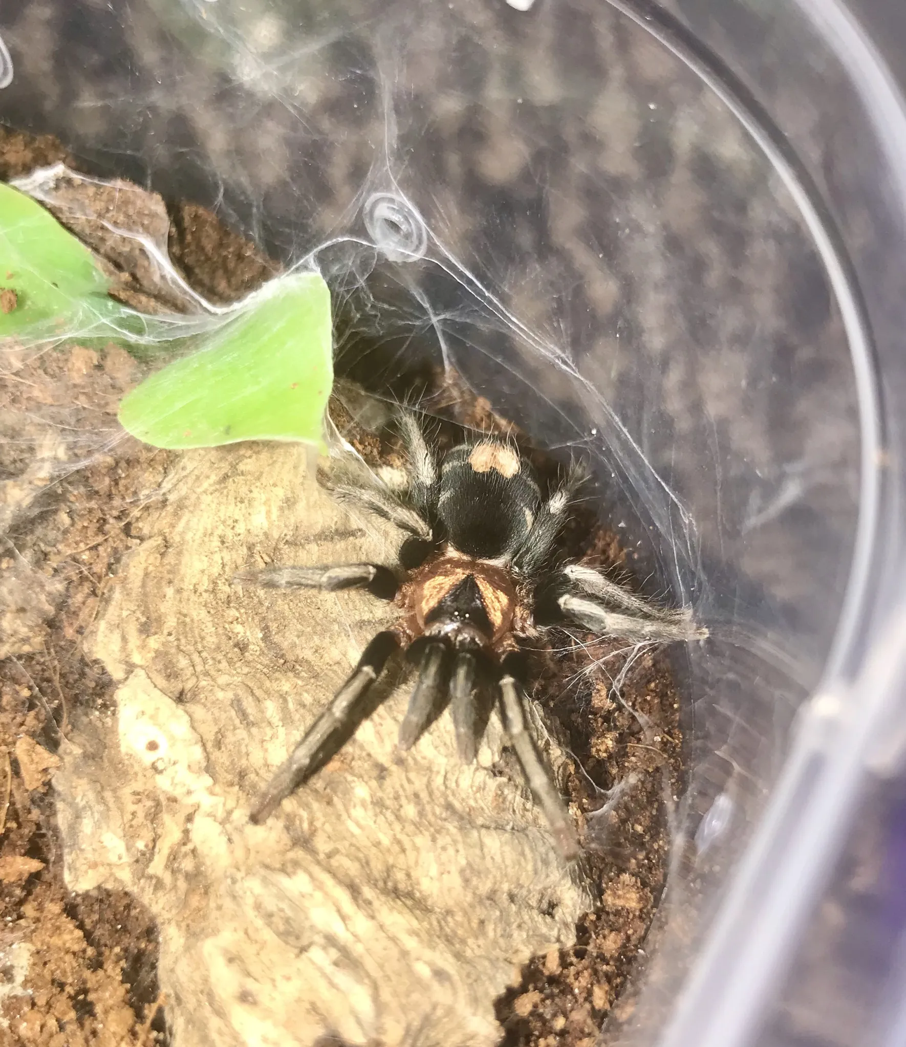 18376 tarantula health check