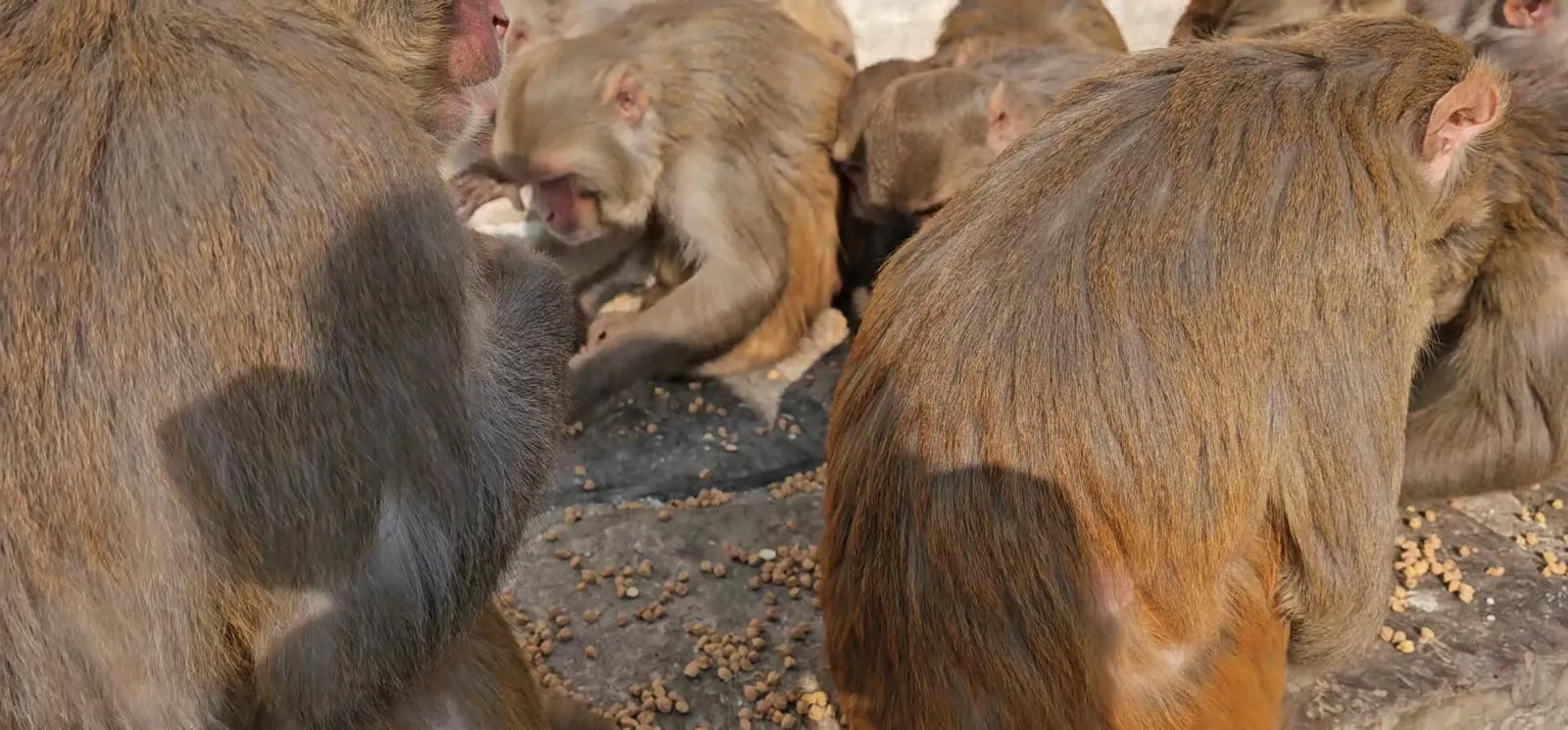 18378 capuchin monkey tarantula