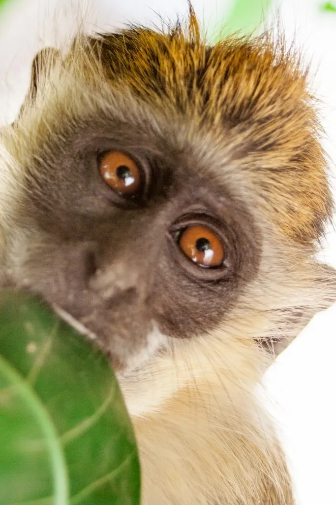 18378 chimpanzee tarantula