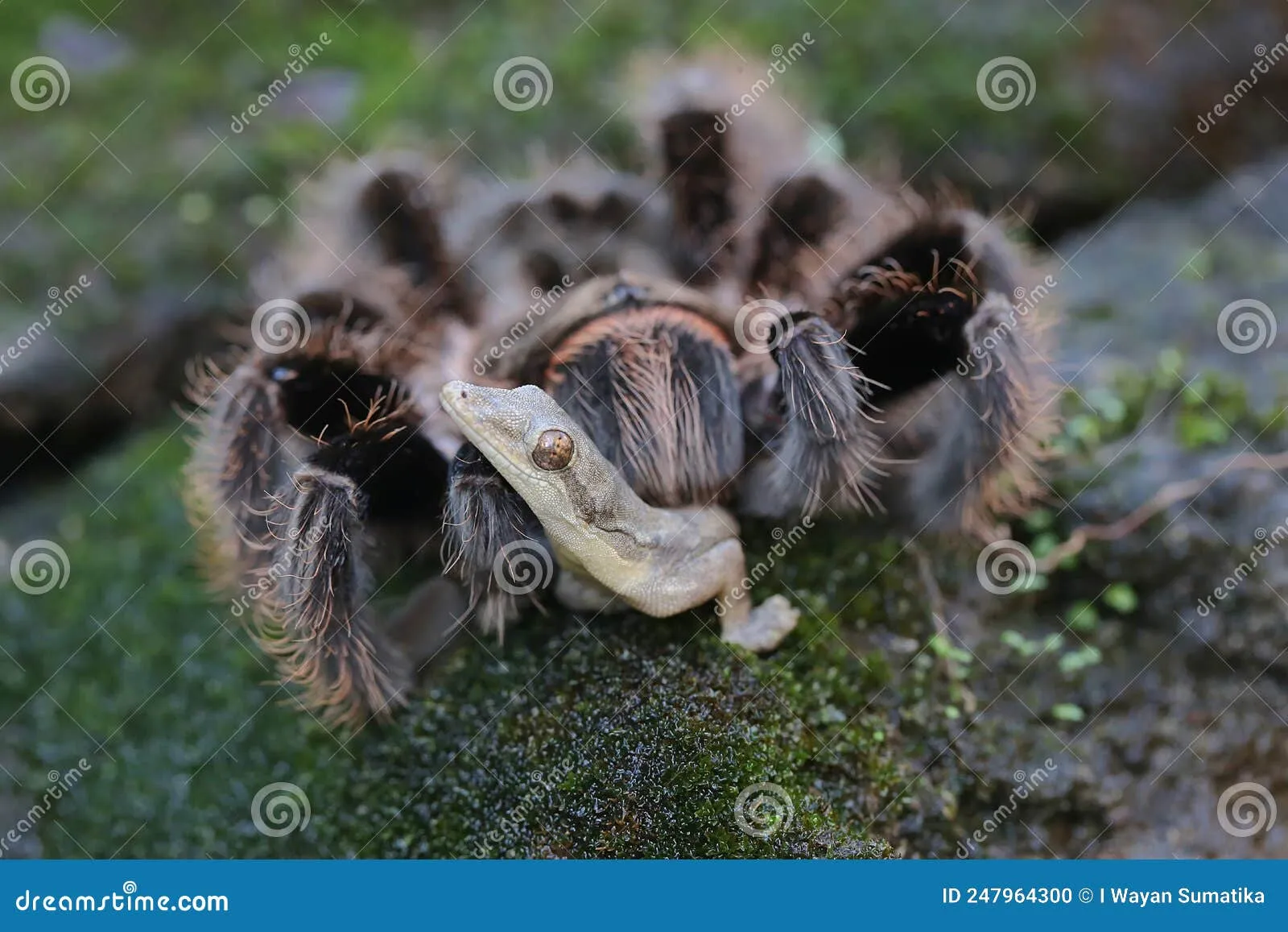 /img/18378-monkey-tarantula-interaction-future.webp