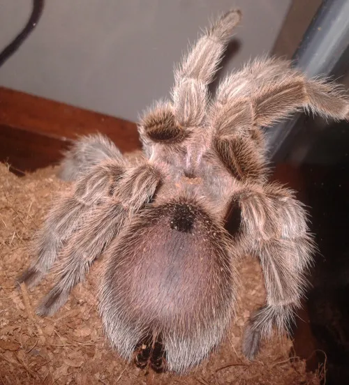 18379 premolt tarantula abdomen