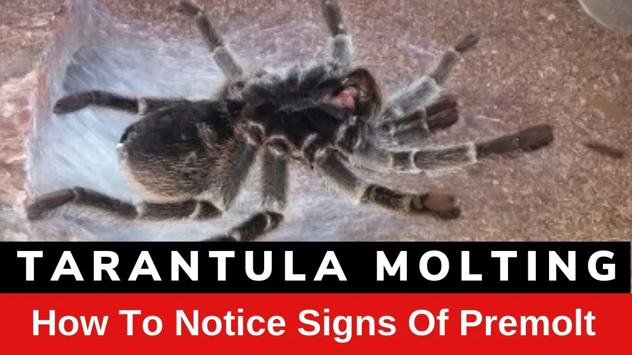 18379 premolt tarantula color change