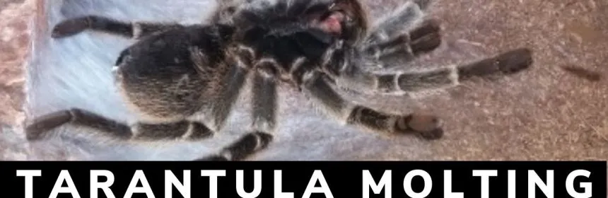 18379 premolt tarantula humidity
