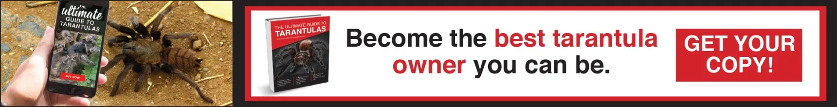 18379 premolt tarantula not eating