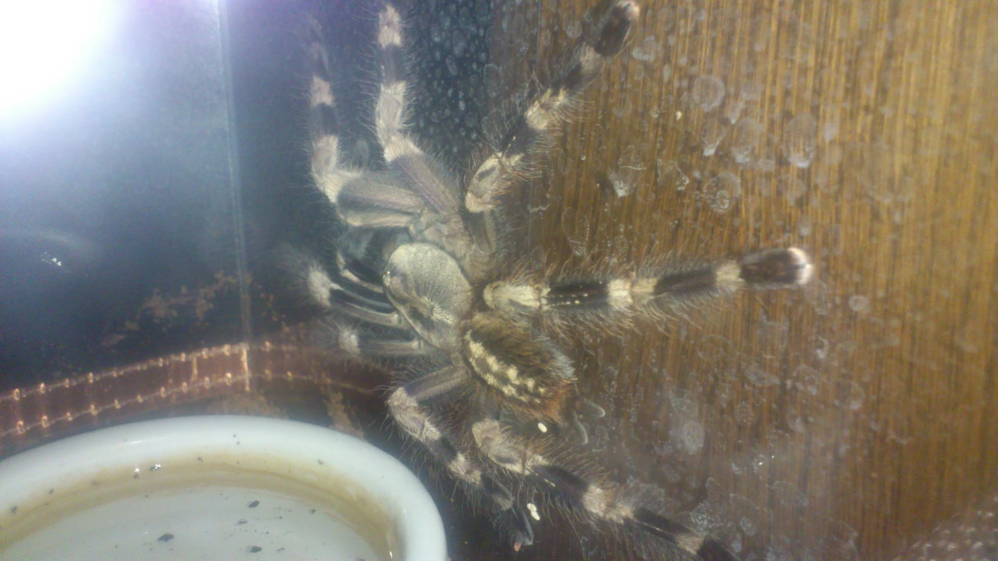 18380 p miranda tarantula image 1