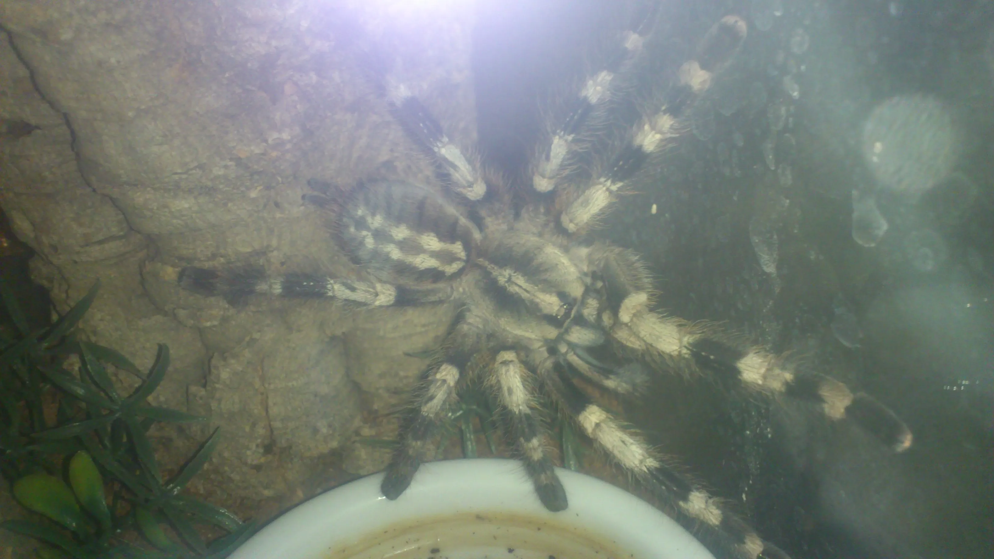 18380 p miranda tarantula image 2