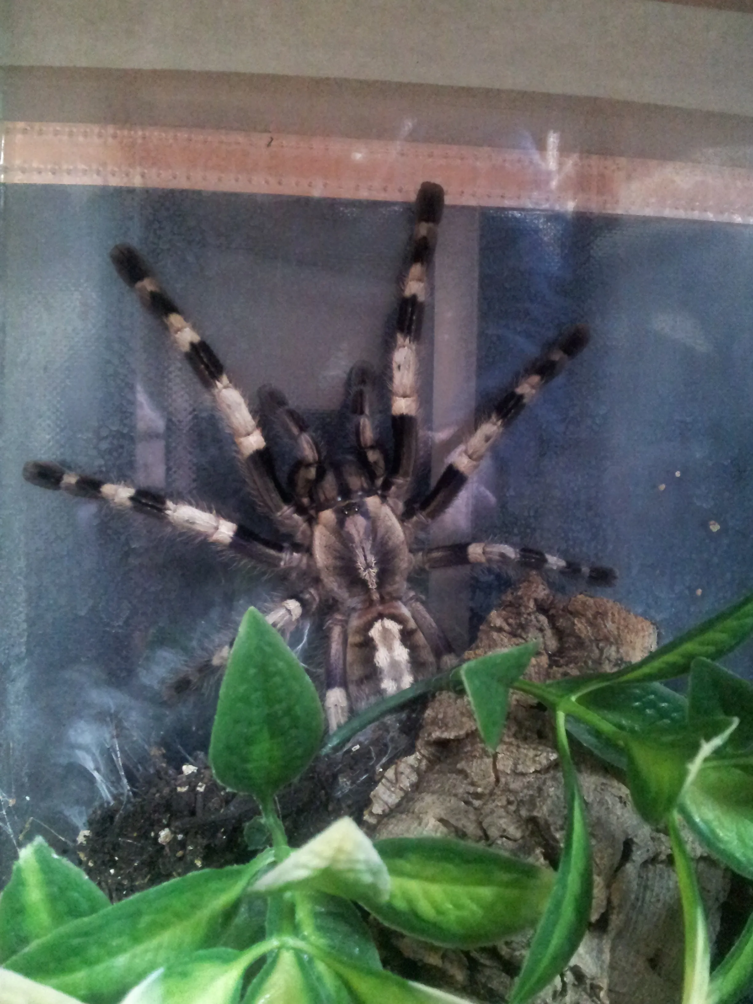 18380 p miranda tarantula image 3