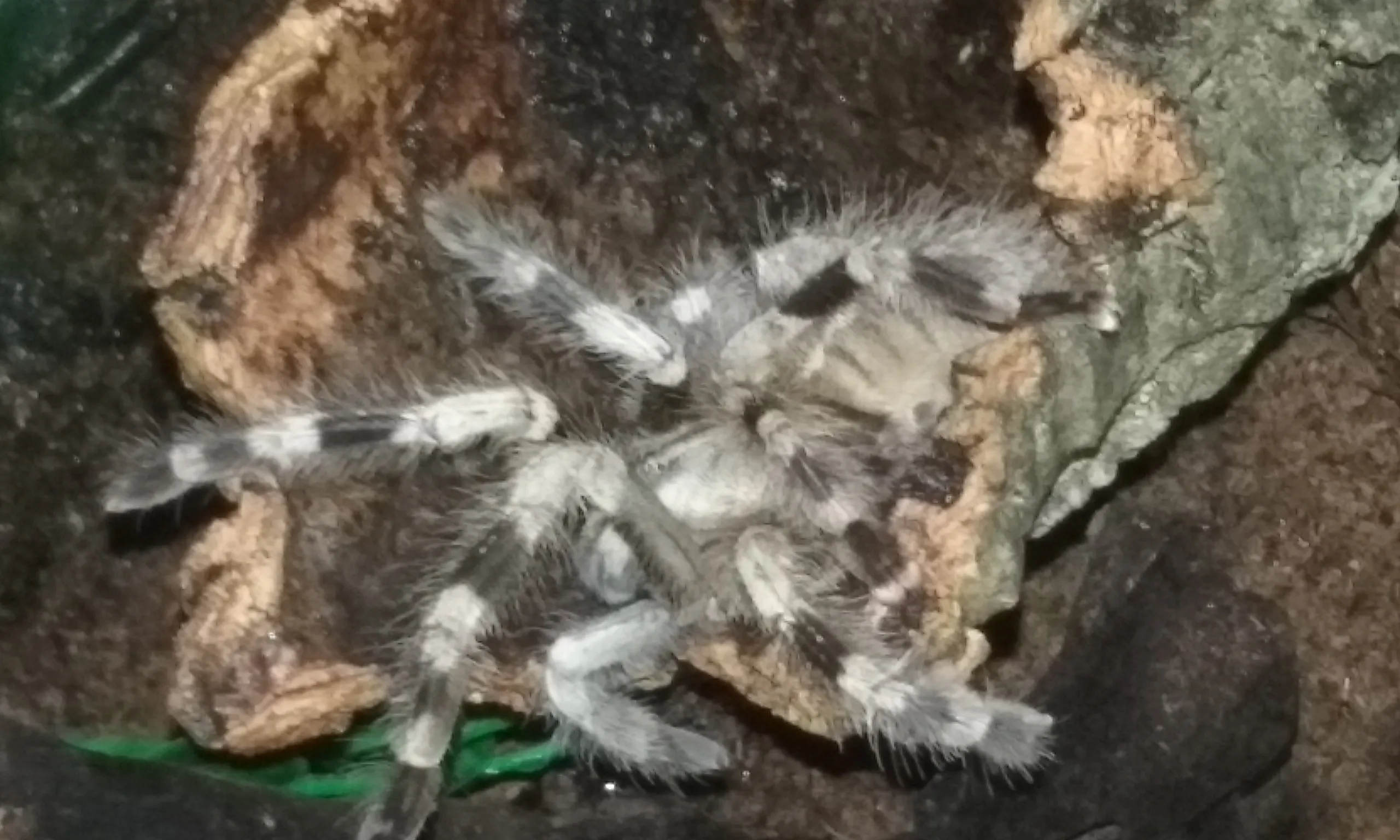 18380 p miranda tarantula image 4