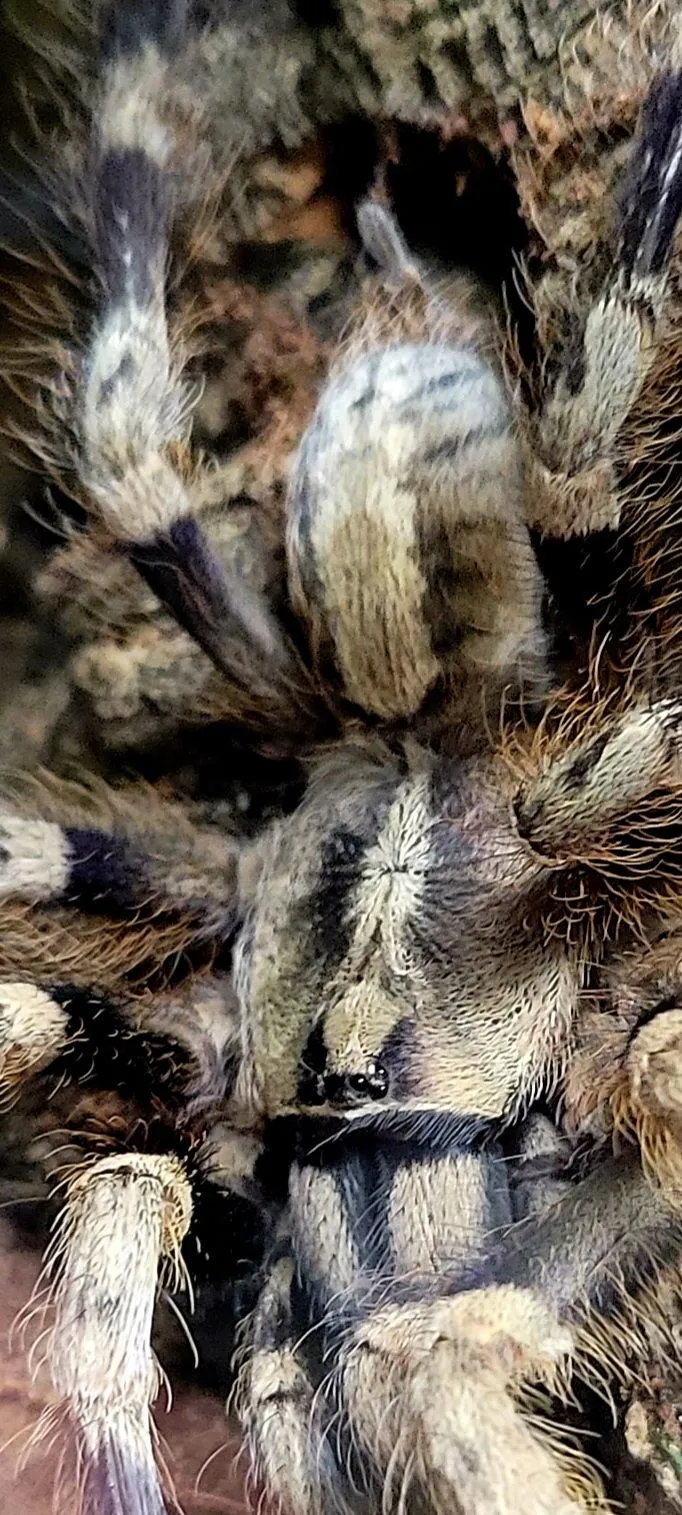 18380 p miranda tarantula image 5