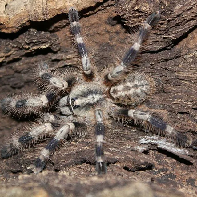 18380 p miranda tarantula image 6