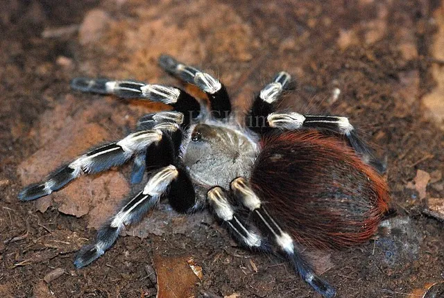 /img/18380-p-miranda-tarantula-image-8.webp