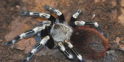 /img/18380-p-miranda-tarantula-image-8.webp