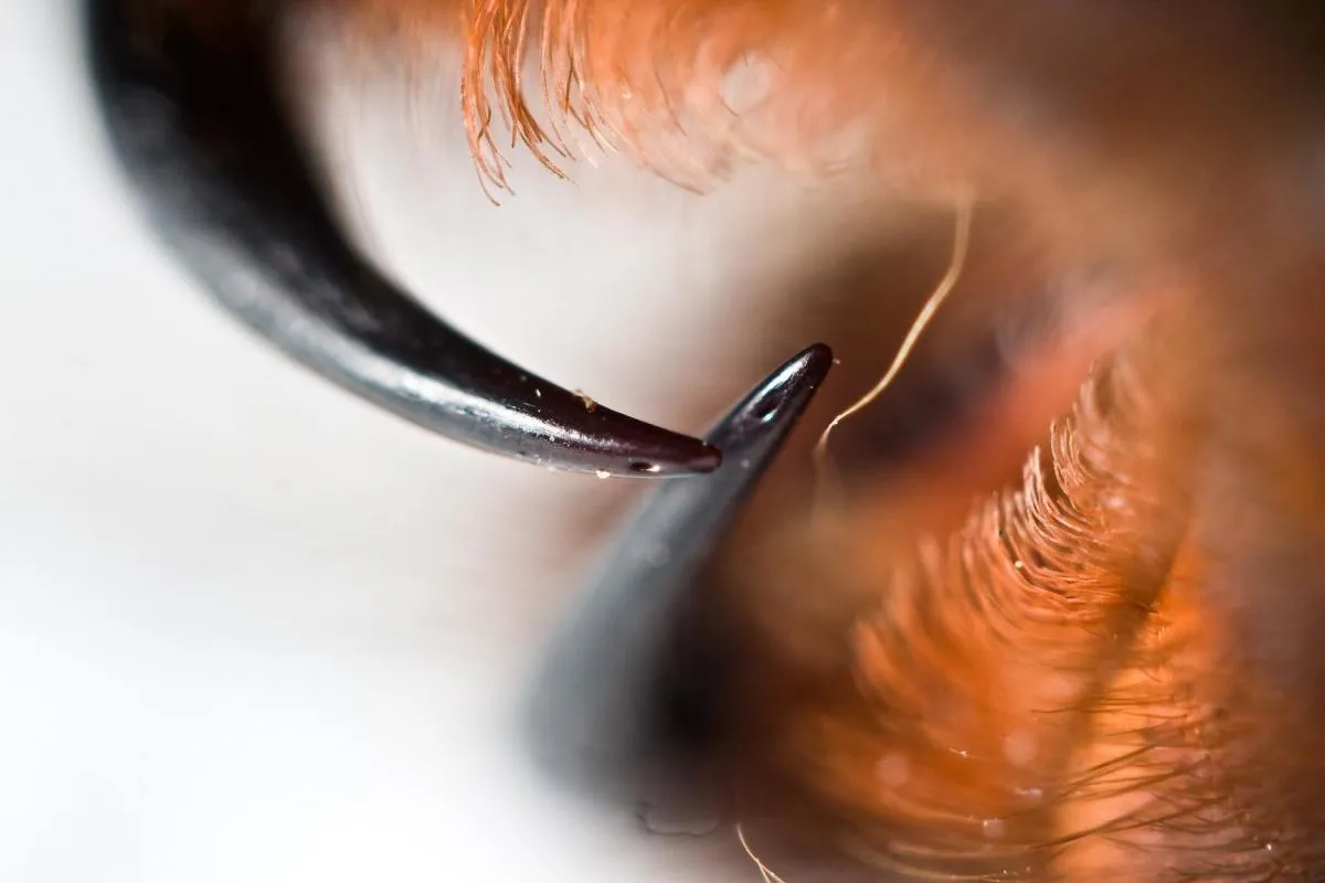 18381 cleaning tarantula enclosure