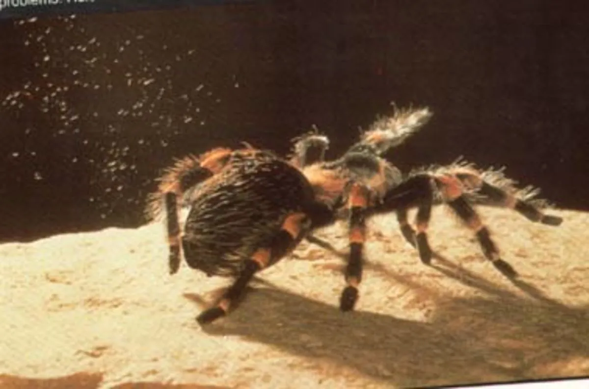 18381 safe tarantula handling