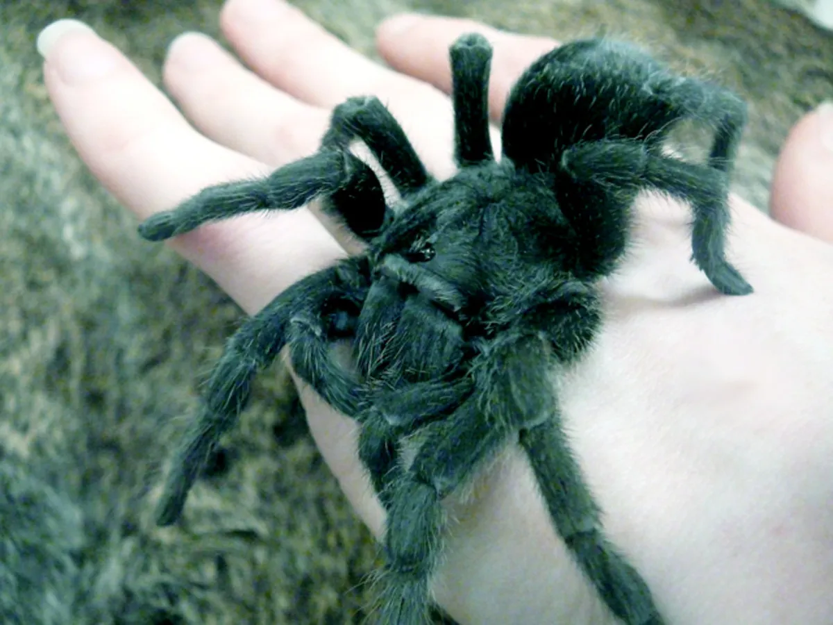 18381 tarantula species