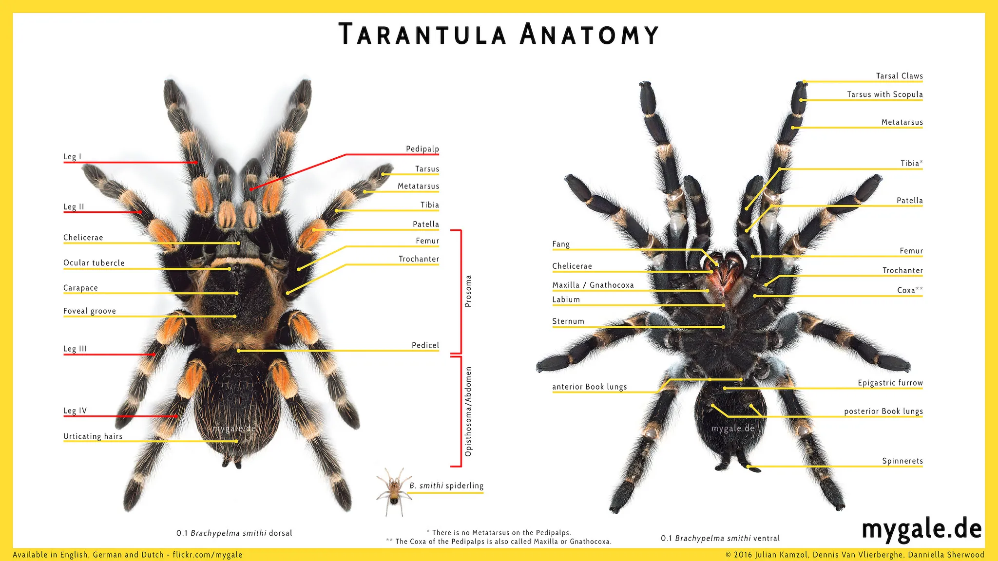 /img/18382-tarantula-legs.webp